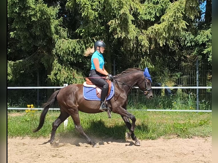 Polish riding pony Mix Gelding 4 years 14.3 hh Smoky-Black in Forst