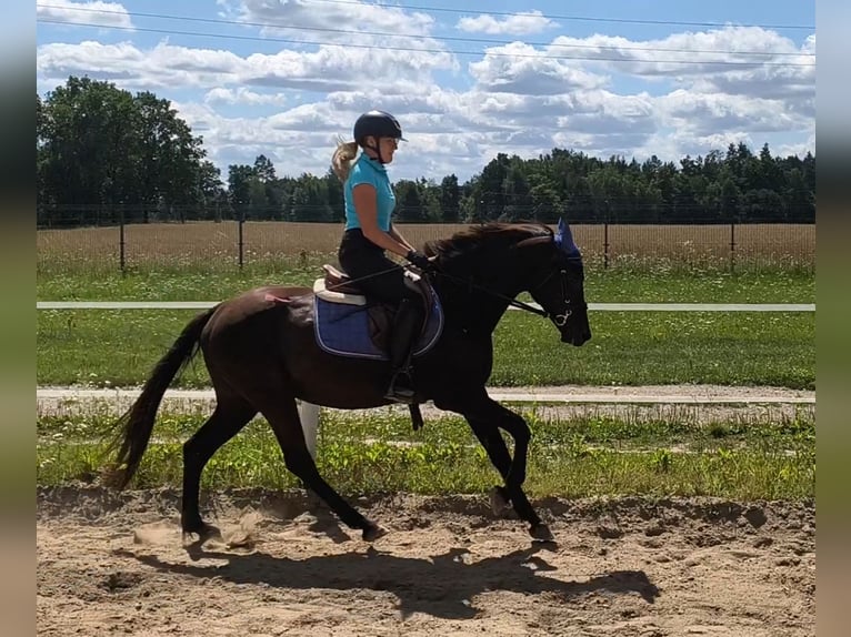 Polish riding pony Mix Gelding 4 years 14.3 hh Smoky-Black in Forst