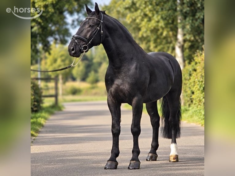 Polish riding pony Gelding 4 years 16.2 hh Black in Weert