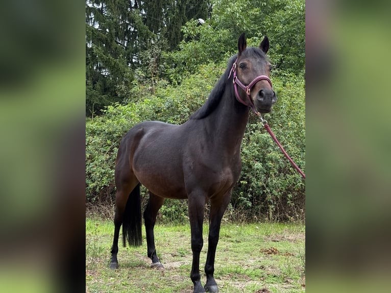 Polish riding pony Gelding 5 years 13.3 hh Bay in Legnica