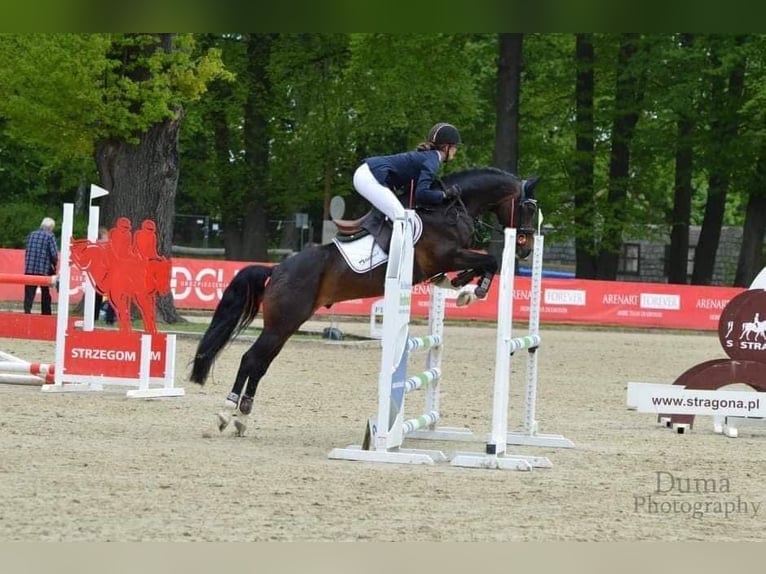 Polish riding pony Gelding 5 years 13.3 hh Bay in Legnica