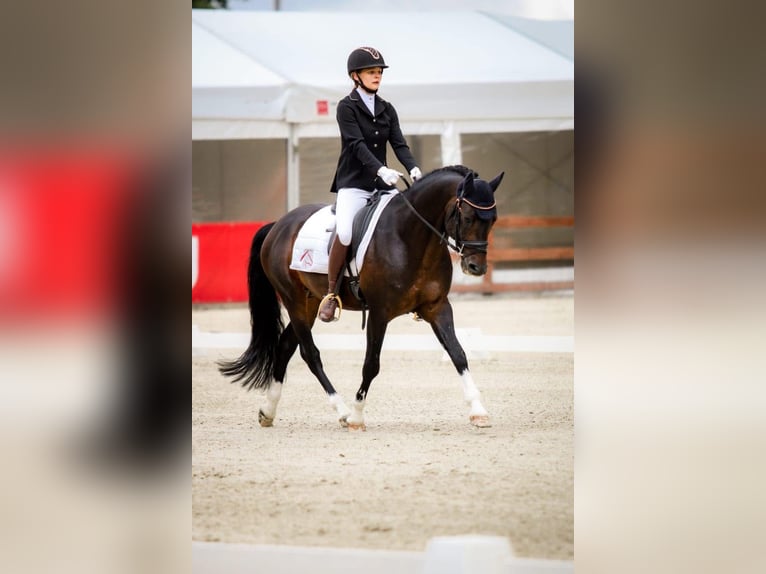 Polish riding pony Gelding 5 years 13.3 hh Bay in Legnica