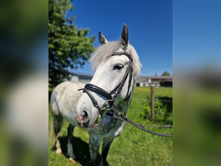Polish riding pony Gelding 5 years 14.1 hh  in Elchingen
