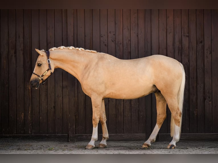 Polish riding pony Gelding 5 years 15 hh Palomino in Kicin