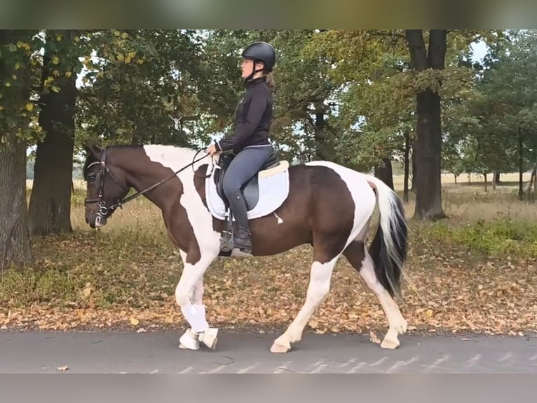 Polish riding pony Mix Gelding 5 years 15 hh Pinto in Forst