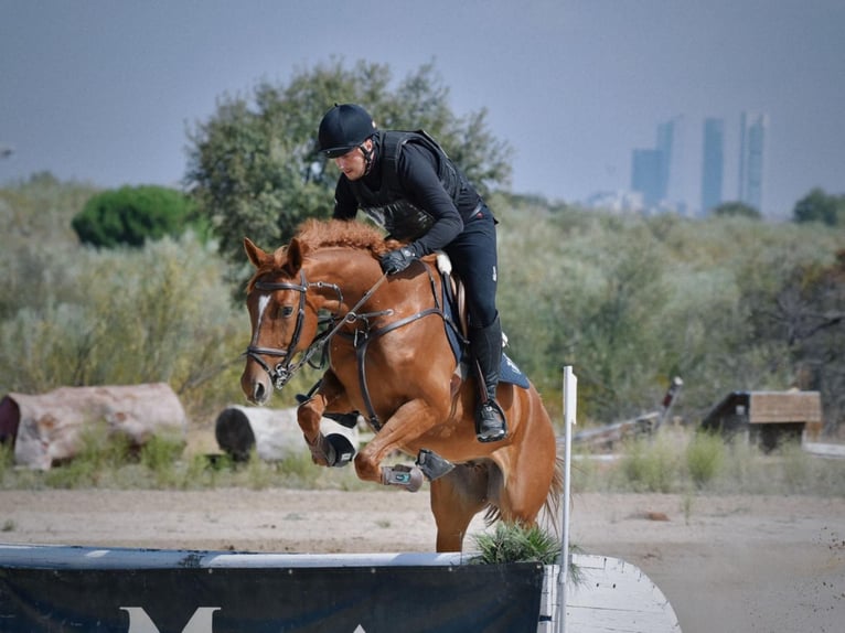 Polish riding pony Gelding 5 years 16,1 hh Chestnut-Red in Valdemorillo (Madrid)