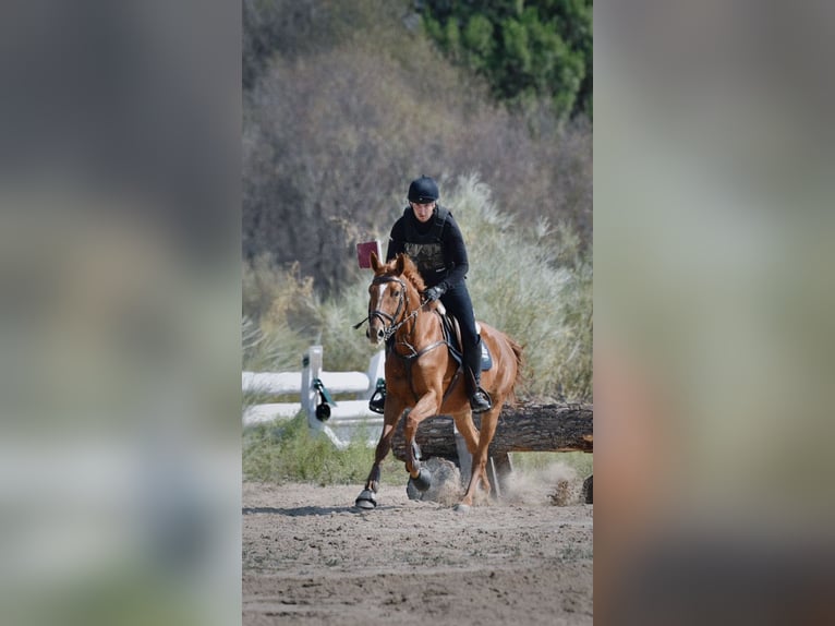 Polish riding pony Gelding 5 years 16,1 hh Chestnut-Red in Valdemorillo (Madrid)