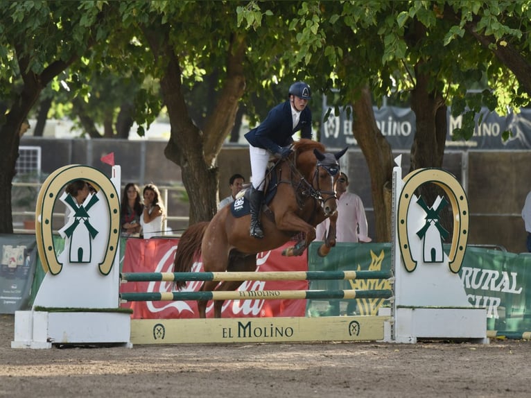 Polish riding pony Gelding 5 years 16,1 hh Chestnut-Red in Valdemorillo (Madrid)