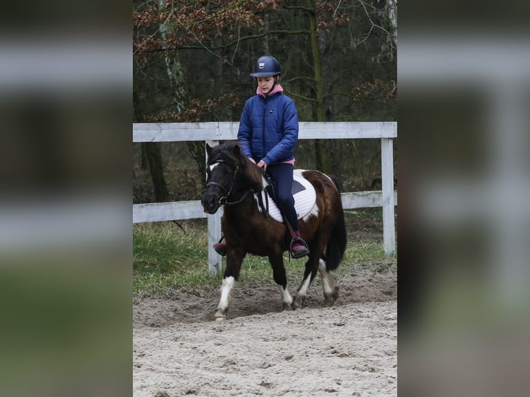 Polish riding pony Mix Gelding 6 years 11,1 hh Pinto in Golędzinów