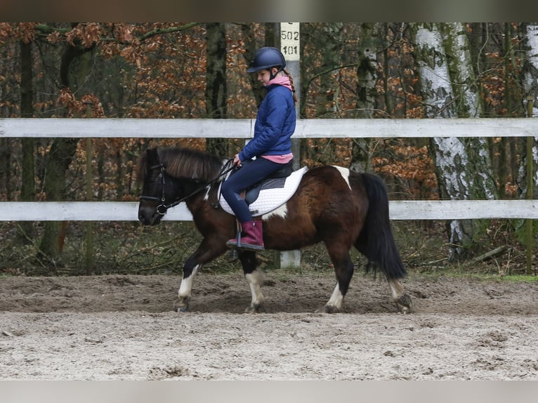 Polish riding pony Mix Gelding 6 years 11,1 hh Pinto in Golędzinów