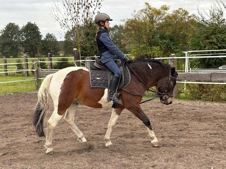 Polish riding pony Gelding 6 years 13.1 hh Pinto in Gräfenhainichen