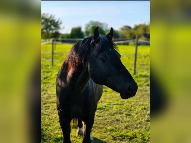 Polish riding pony Gelding 6 years 13.2 hh Black in Kenzingen