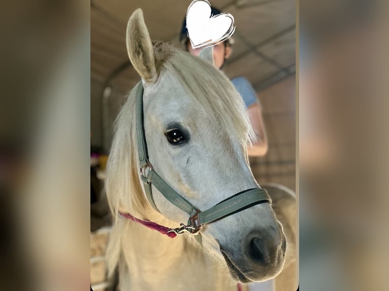 Polish riding pony Mix Gelding 6 years 13,1 hh Palomino in Krefeld