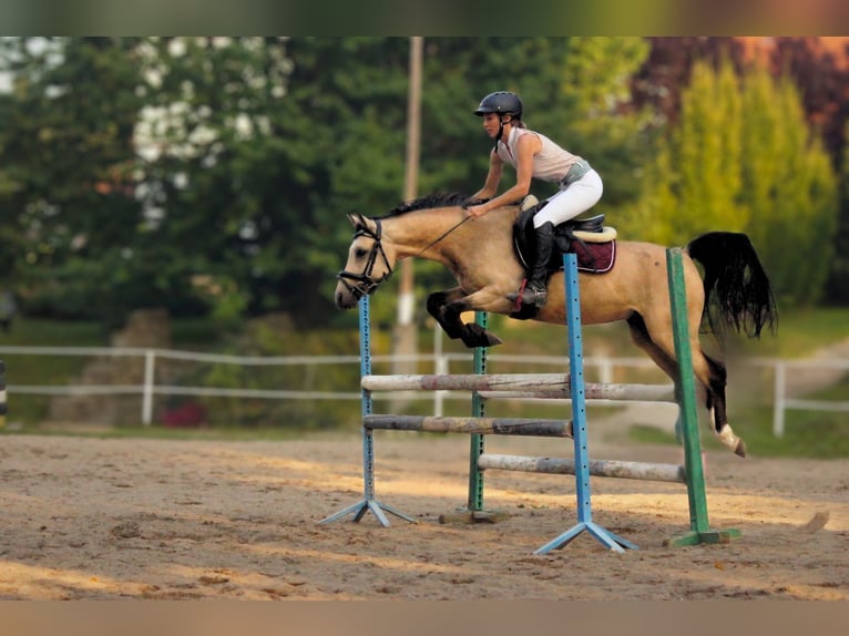 Polish riding pony Gelding 6 years 14 hh Dun in Stoszowice