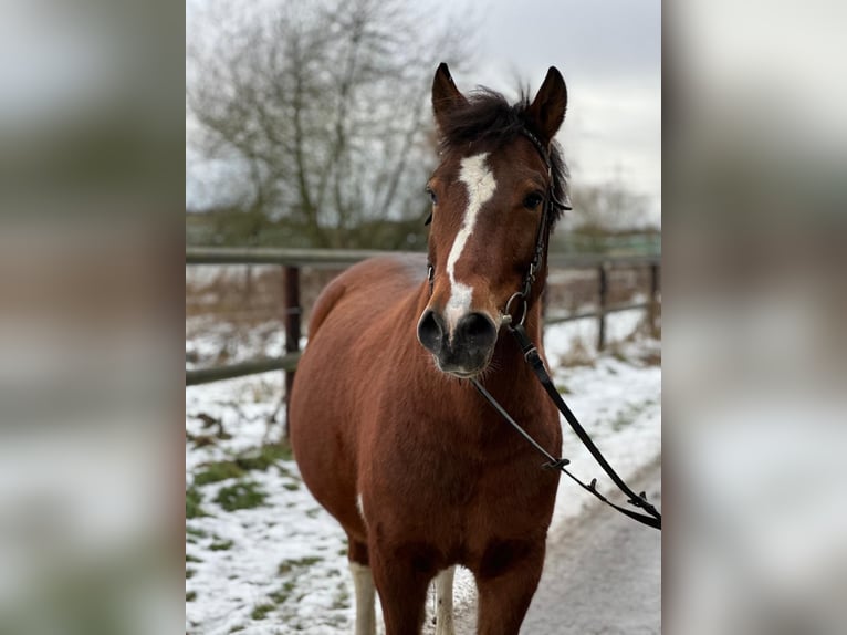 Polish riding pony Gelding 7 years 13.2 hh Pinto in Bad Homburg vor der Höhe