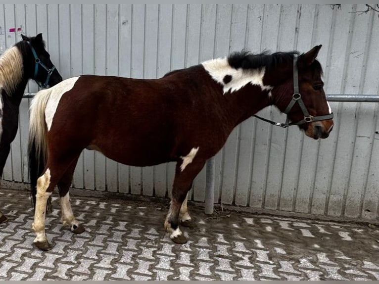 Polish riding pony Gelding 7 years 13,2 hh Pinto in Bad Homburg vor der Höhe