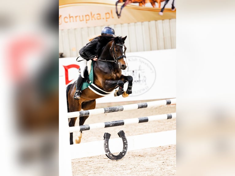 Polish riding pony Gelding 7 years 13,2 hh Smoky-Black in Kiełpino