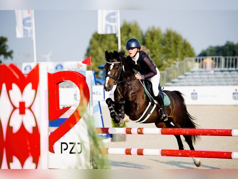 Polish riding pony Gelding 7 years 13,2 hh Smoky-Black in Kiełpino