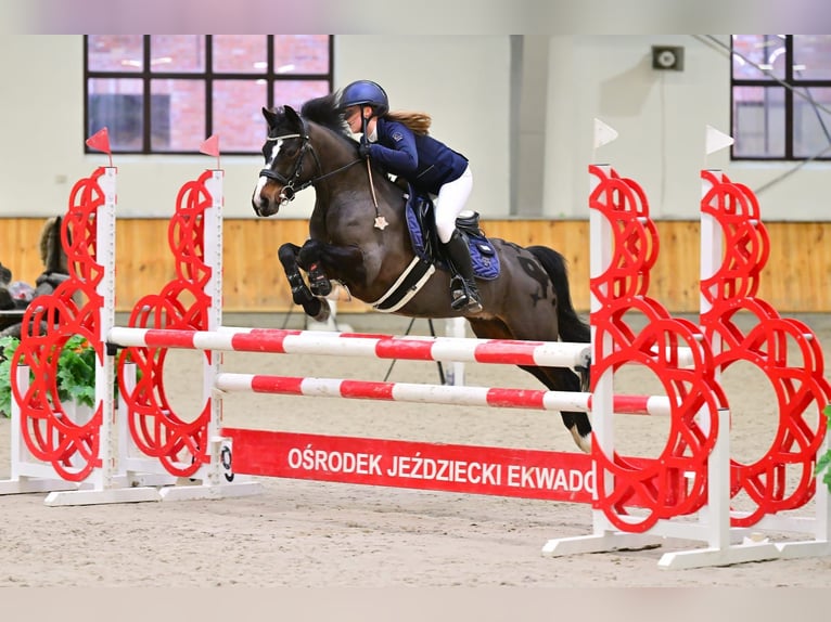 Polish riding pony Gelding 7 years 13,2 hh Smoky-Black in Kiełpino