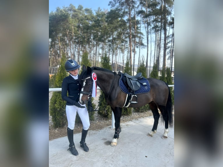 Polish riding pony Gelding 7 years 13,2 hh Smoky-Black in Kiełpino