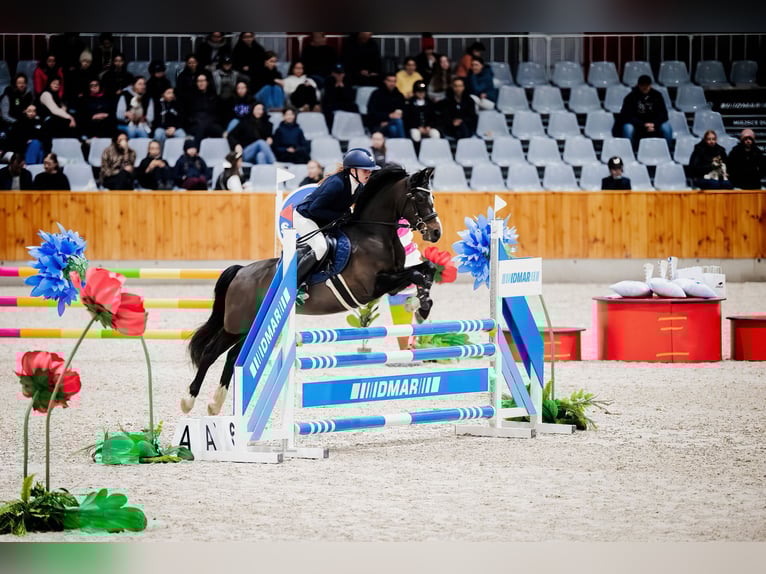 Polish riding pony Gelding 7 years 13,2 hh Smoky-Black in Kiełpino