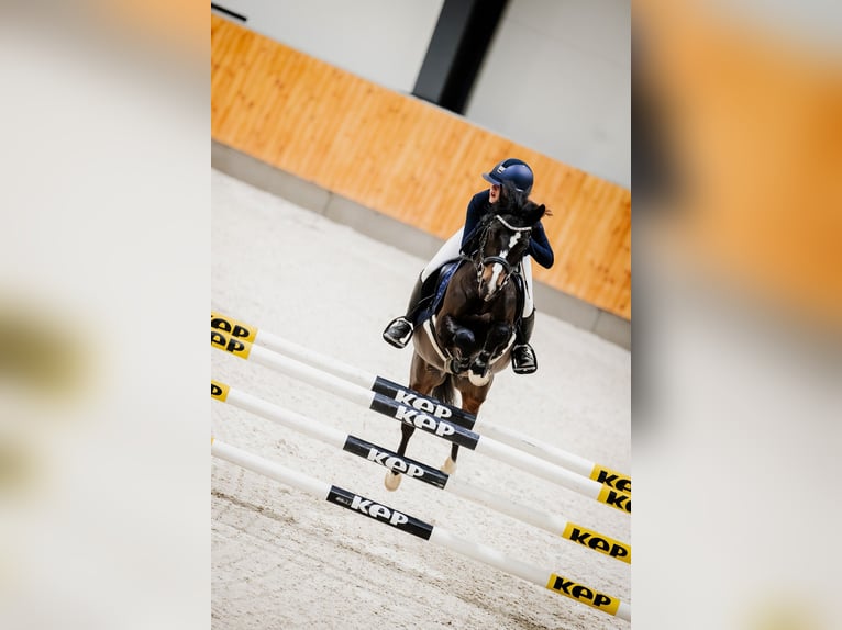 Polish riding pony Gelding 7 years 13,2 hh Smoky-Black in Kiełpino