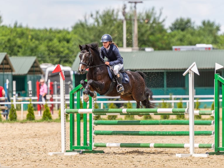 Polish riding pony Gelding 7 years 13,2 hh Smoky-Black in Kiełpino