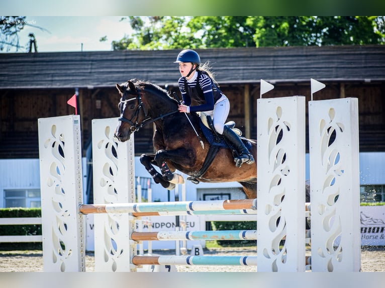 Polish riding pony Gelding 7 years 13,2 hh Smoky-Black in Kiełpino