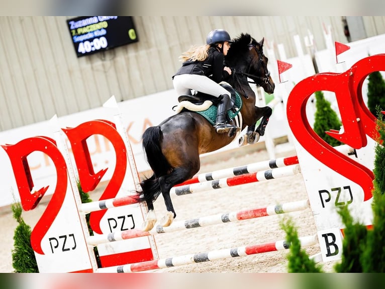 Polish riding pony Gelding 7 years 13,2 hh Smoky-Black in Kiełpino