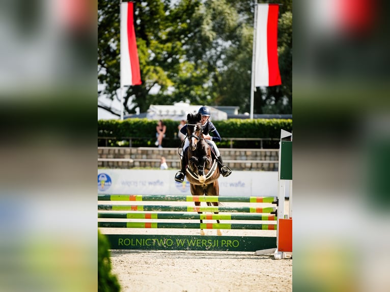 Polish riding pony Gelding 7 years 13,2 hh Smoky-Black in Kiełpino