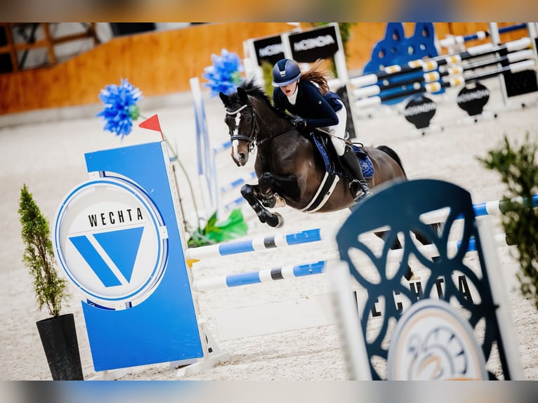 Polish riding pony Gelding 7 years 13,2 hh Smoky-Black in Kiełpino