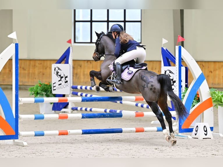 Polish riding pony Gelding 7 years 13,2 hh Smoky-Black in Kiełpino