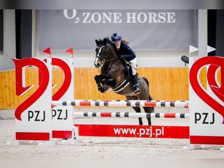 Polish riding pony Gelding 7 years 13,2 hh Smoky-Black in Kiełpino