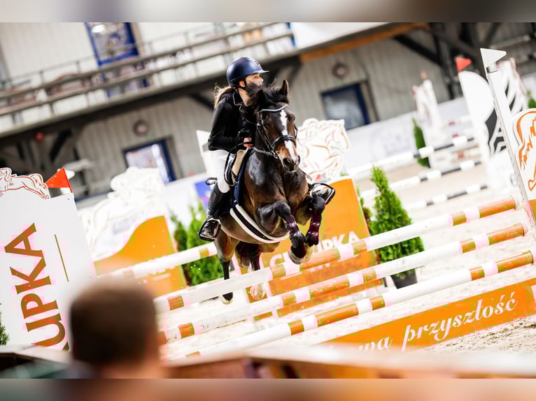 Polish riding pony Gelding 7 years 13,2 hh Smoky-Black in Kiełpino