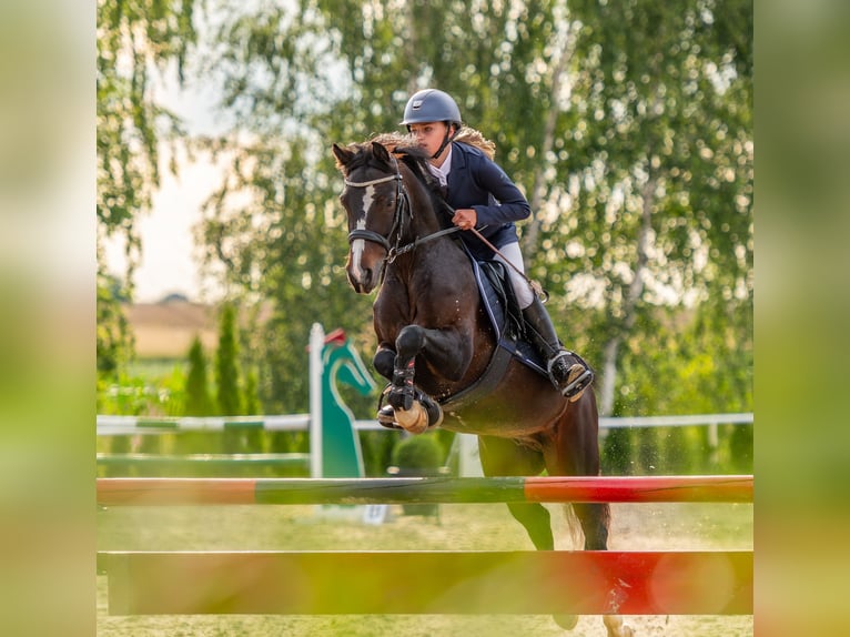 Polish riding pony Gelding 7 years 13,2 hh Smoky-Black in Kiełpino