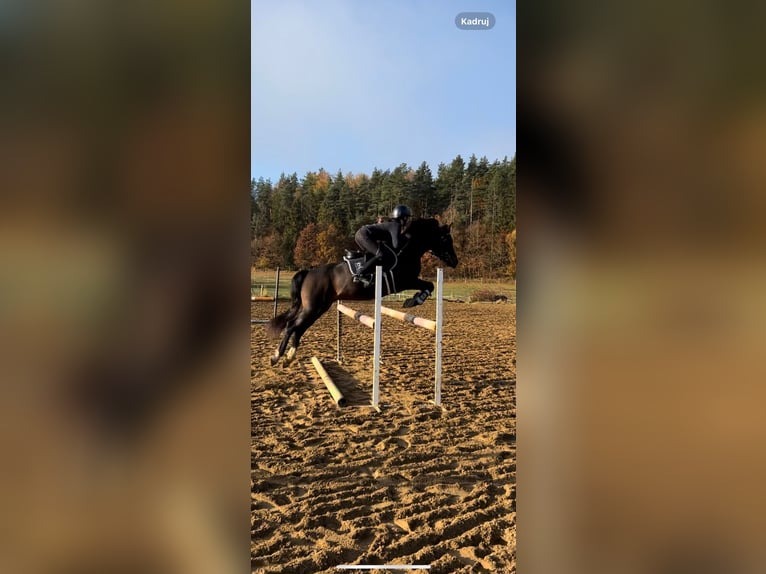 Polish riding pony Gelding 7 years 13,2 hh Smoky-Black in Kiełpino