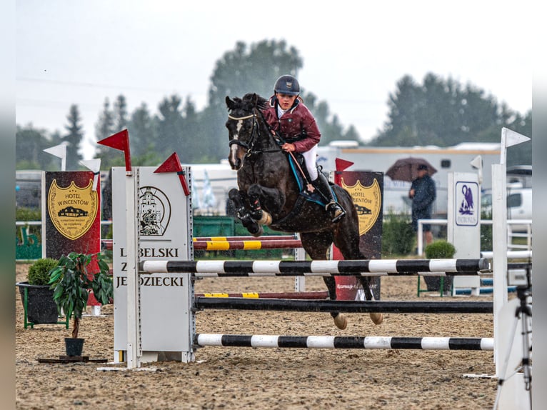 Polish riding pony Gelding 7 years 13,2 hh Smoky-Black in Kiełpino