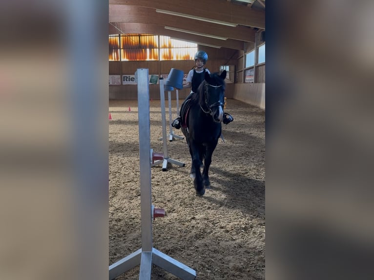 Polish riding pony Gelding 7 years 14 hh Black in Fuchstal