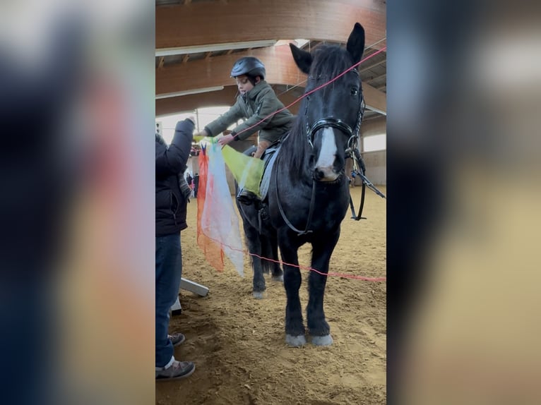 Polish riding pony Gelding 7 years 14 hh Black in Fuchstal