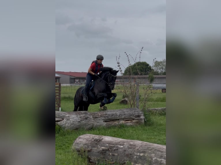 Polish riding pony Gelding 7 years 14 hh Black in Fuchstal