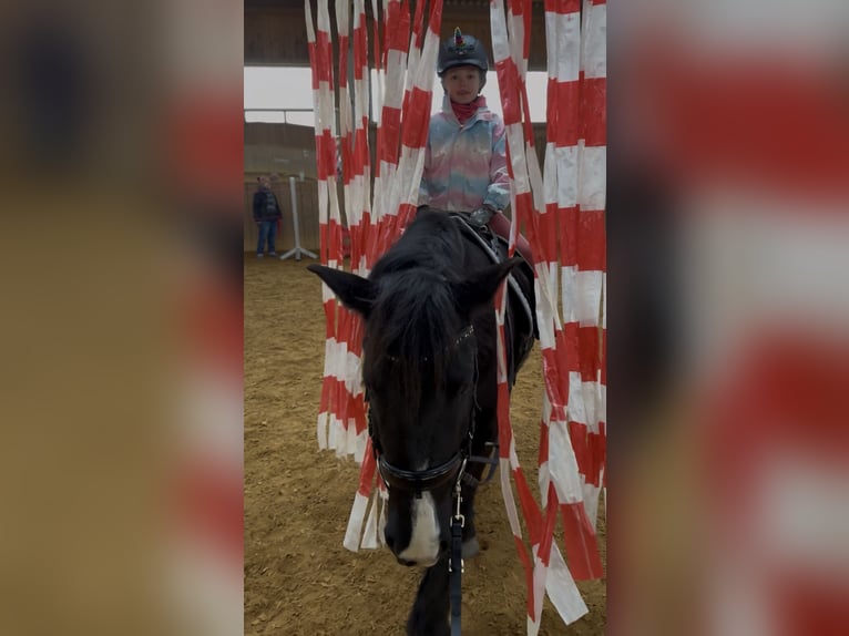 Polish riding pony Gelding 7 years 14 hh Black in Fuchstal