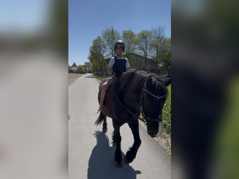 Polish riding pony Gelding 7 years 14 hh Black in Fuchstal