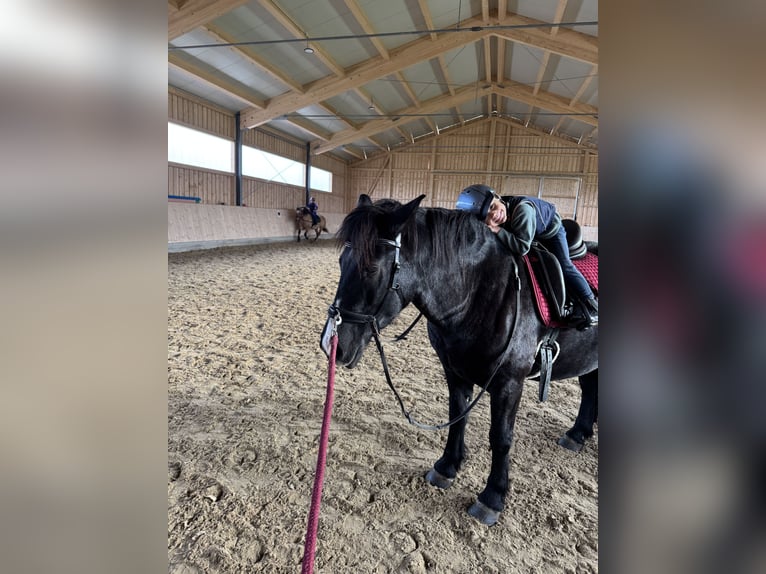 Polish riding pony Gelding 7 years 14 hh Black in Fuchstal