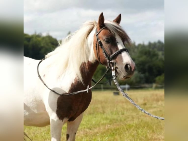 Polish riding pony Gelding 8 years 12,2 hh Pinto in Großostheim