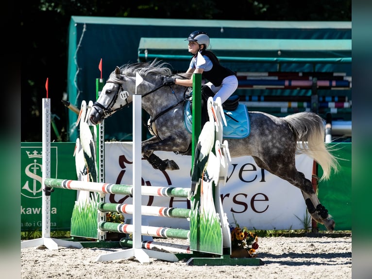 Polish riding pony Gelding 8 years 13,1 hh Gray in Zakrzów