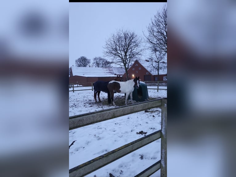 Polish riding pony Gelding 8 years 16 hh Pinto in Dörpen