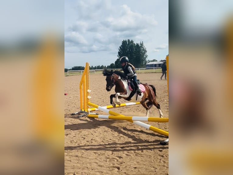 Polish riding pony Mix Gelding 9 years 10,1 hh in Grobiņa