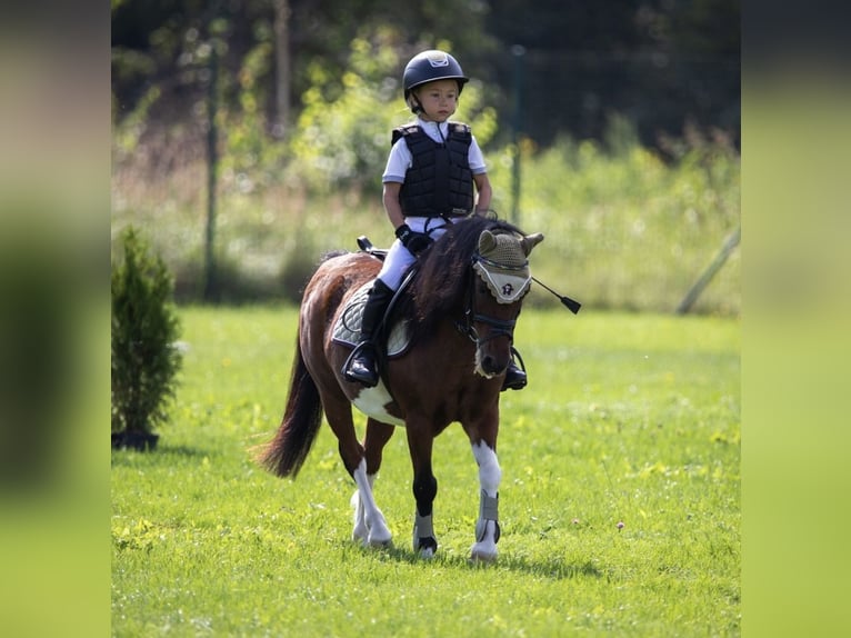 Polish riding pony Mix Gelding 9 years 10,1 hh in Grobiņa