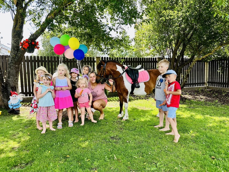 Polish riding pony Mix Gelding 9 years 10,1 hh in Grobiņa