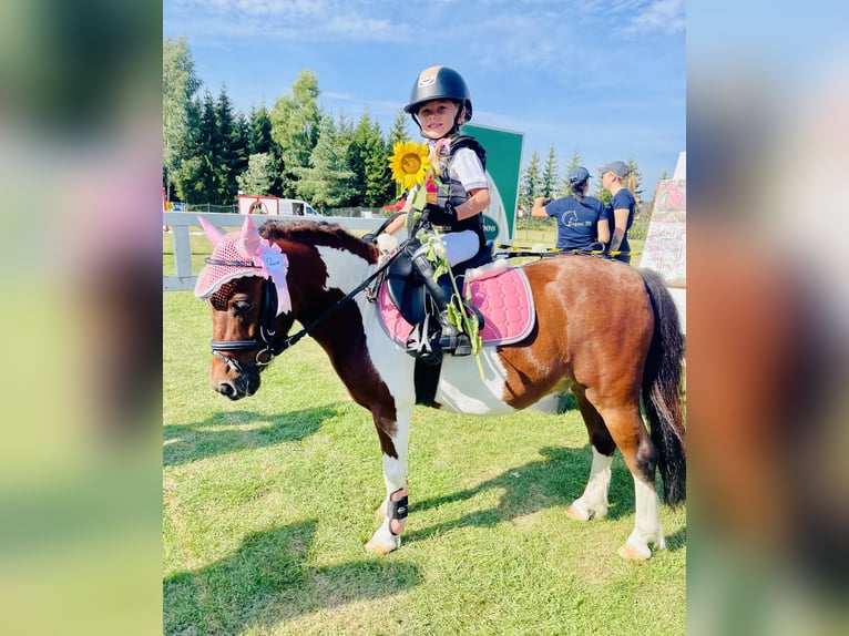 Polish riding pony Mix Gelding 9 years 10,1 hh in Grobiņa
